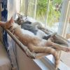 Cat Window Hammock 360° Sunny Seat Space Saving Cat Beds For Indoor Cats